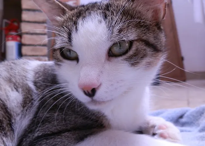 翁贝托国王住宿加早餐酒店 米拉佐